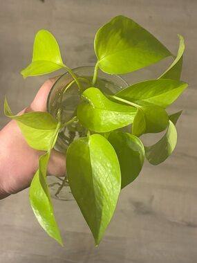 Lemon Lime Pothos (Neon) Rooted Cuttings